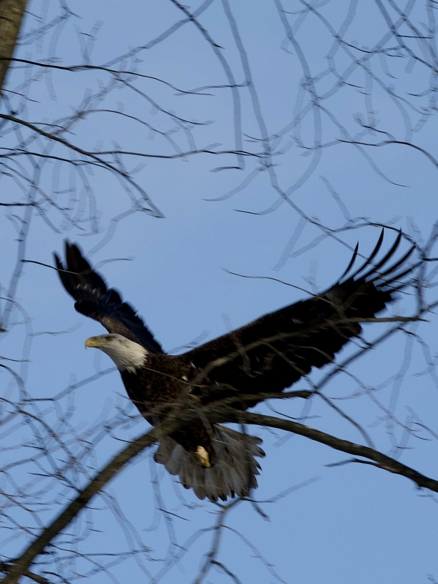 Bald eagle